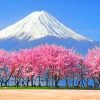 Mt Fuji Cherry Blossoms Paint by numbers