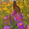 New England Aster Wild Flowers Paint by numbers