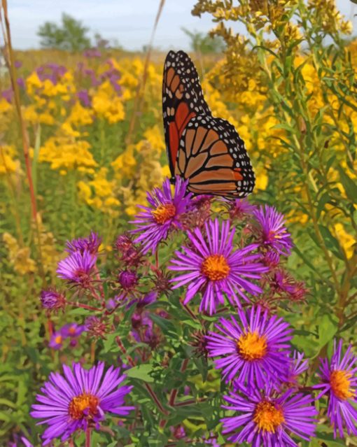 New England Aster Wild Flowers Paint by numbers