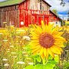 Old Barn And Sunflowers Paint by numbers