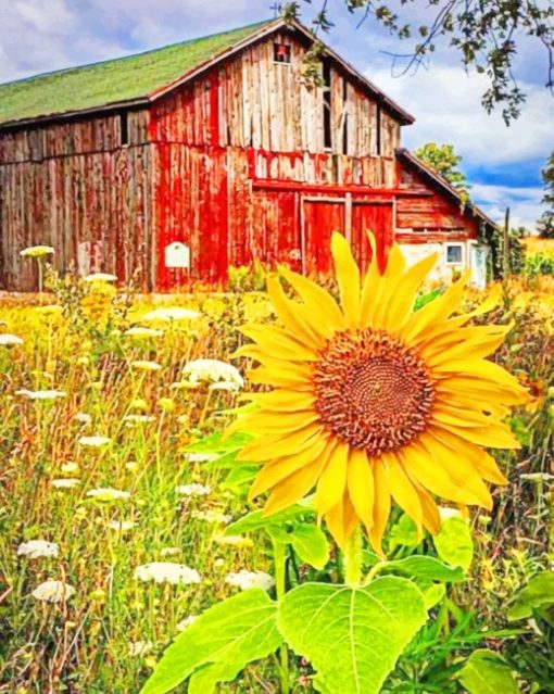 Old Barn And Sunflowers Paint by numbers