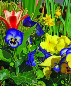 Colorful Pansies Flowers paint by numbers