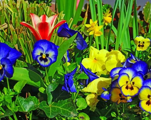 Colorful Pansies Flowers paint by numbers