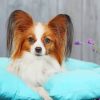 Papillon Dog paint by numbers