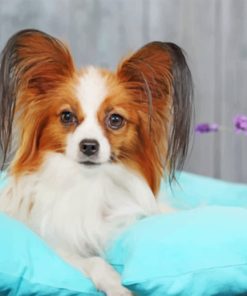 Papillon Dog paint by numbers