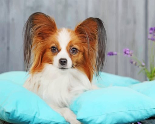 Papillon Dog paint by numbers