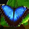 Blue Butterfly Paint by numbers