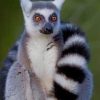 Ring Tailed Lemur Animal paint by numbers