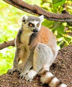 Ring-tailed-lemur-animal-paint-by-numbers