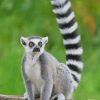 Ring Tailed Lemur paint by numbers