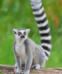 Ring Tailed Lemur paint by numbers