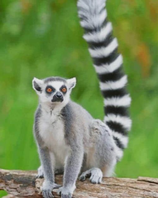 Ring Tailed Lemur paint by numbers