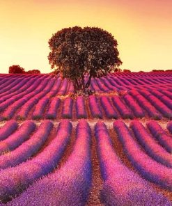 Lavender Field paint by numbers