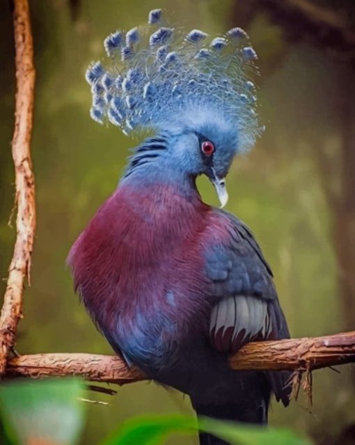 Victoria Crowned Pigeon paint by numbers