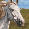 Thoroughbred White Horse paint by numbers