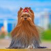 Yorkshire Terrier paint by numbers