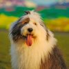 Adorable Old English Sheepdog paint by numbers