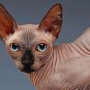 Adorable Sphynx Cat paint by numbers