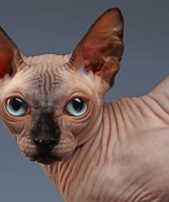 Adorable Sphynx Cat paint by numbers