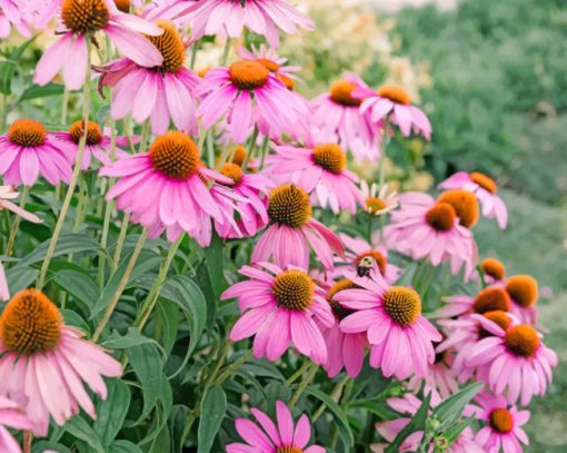 Aesthetic Coneflower Piant by numbers