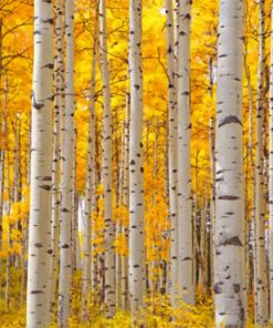 Aesthetic Aspen Trees paint by numbers