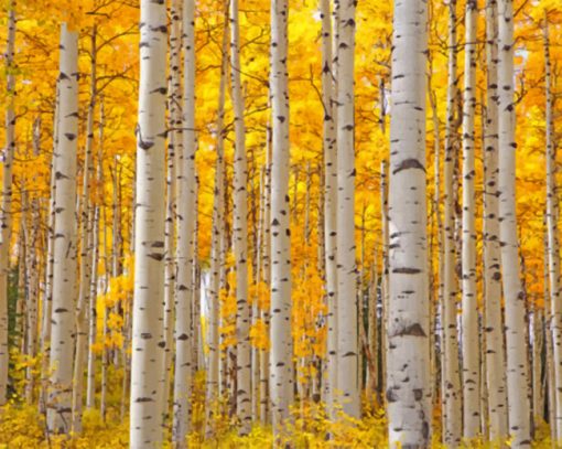 Aesthetic Aspen Trees paint by numbers