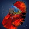 Aesthetic Betta Fish Paint