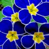 Blue Pansy Flowers Paint by numbers