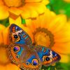 Buckeye Butterfly On A Sunflowers Piant by numbers