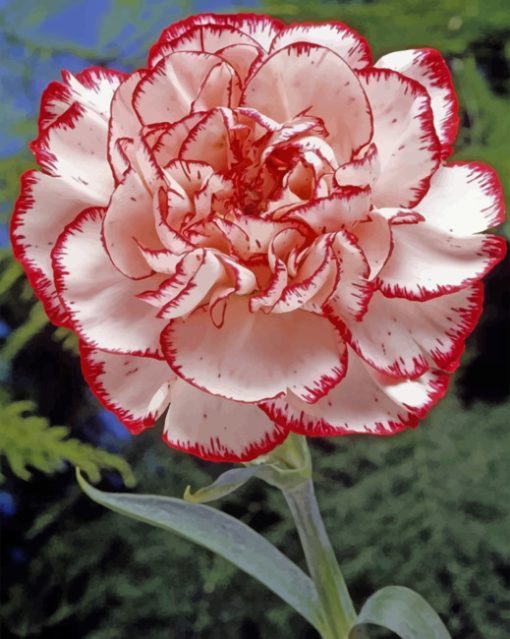 Striped Carnation Paint by numbers