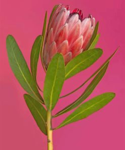 Aesthetic Pretty Protea paint by numbers