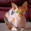 Aesthetic Sphynx Cat paint by numbers