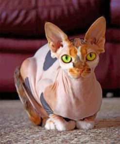 Aesthetic Sphynx Cat paint by numbers