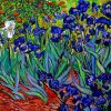 Aesthetic Van Gogh Irises paint by numbers