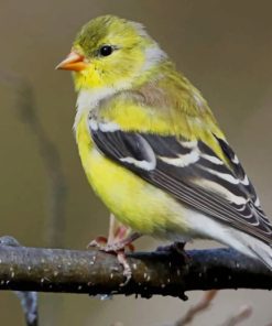 American Goldfinch Paint by numbers