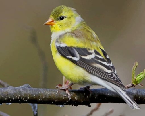 American Goldfinch Paint by numbers