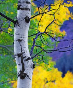 Aspen Tree paint by numbers