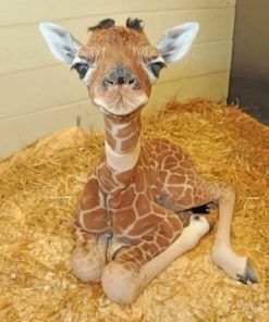 Baby Giraffe paint by nummbers