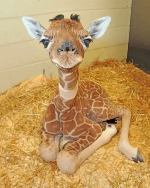 Baby Giraffe paint by nummbers