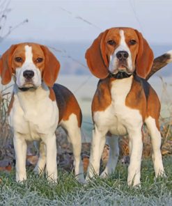 Beagles Puppies Paint by numbers