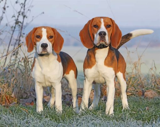 Beagles Puppies Paint by numbers