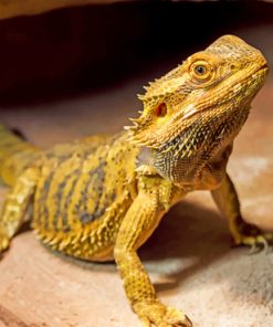 Bearded Dragon paint by numbers