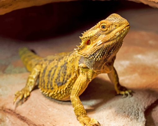 Bearded Dragon paint by numbers