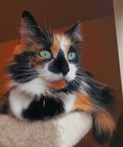 Calico Cat with Green Eyes Paint by numbers