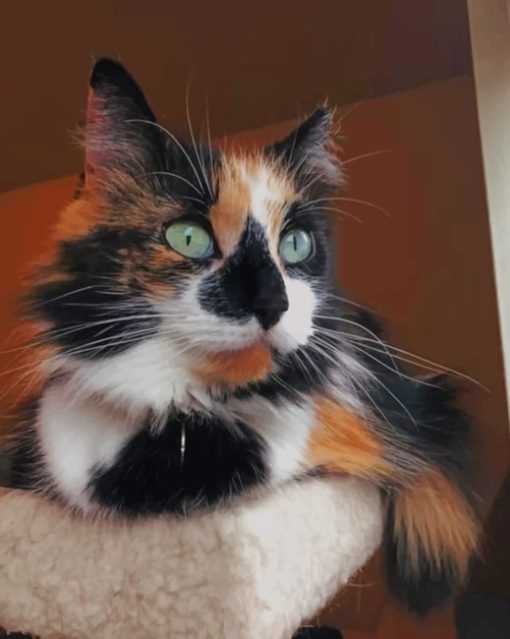 Calico Cat with Green Eyes Paint by numbers