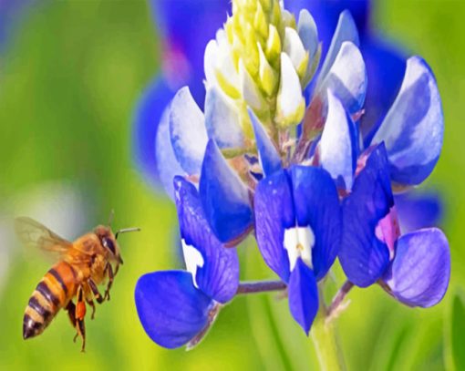 Bee Hovering Near Bluebonnet Paint by numbers