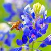 Bee On A Bluebonnet Paint by numbers