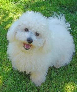 Bichon Paint by numbers