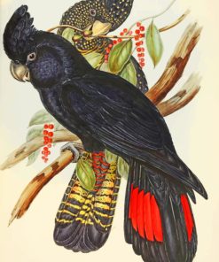 Red Tailed Black Cockatoo Paint by numbers