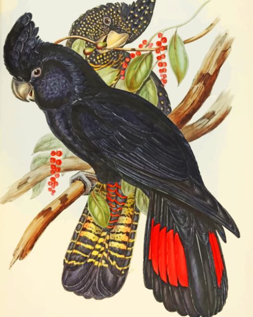 Red Tailed Black Cockatoo Paint by numbers